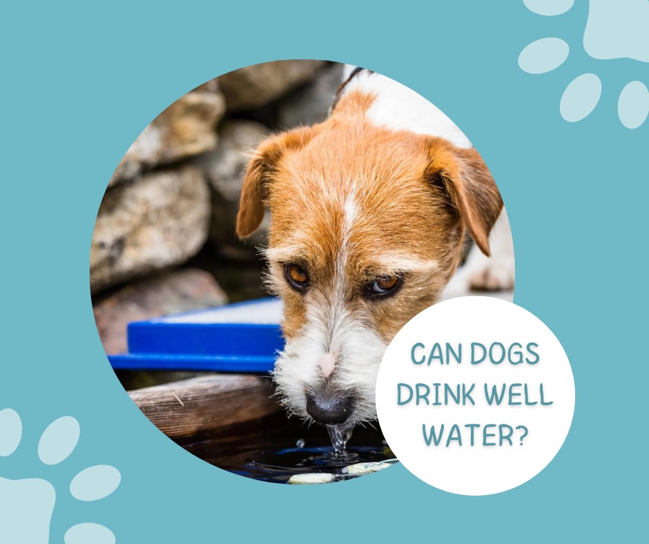 Can Dogs Drink Well Water? Safety, Risks, and Recommendations