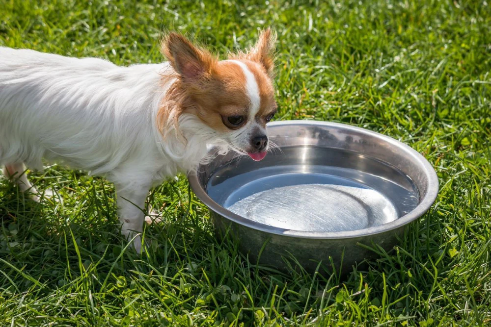 Why Won’t My Dog Drink Well Water?