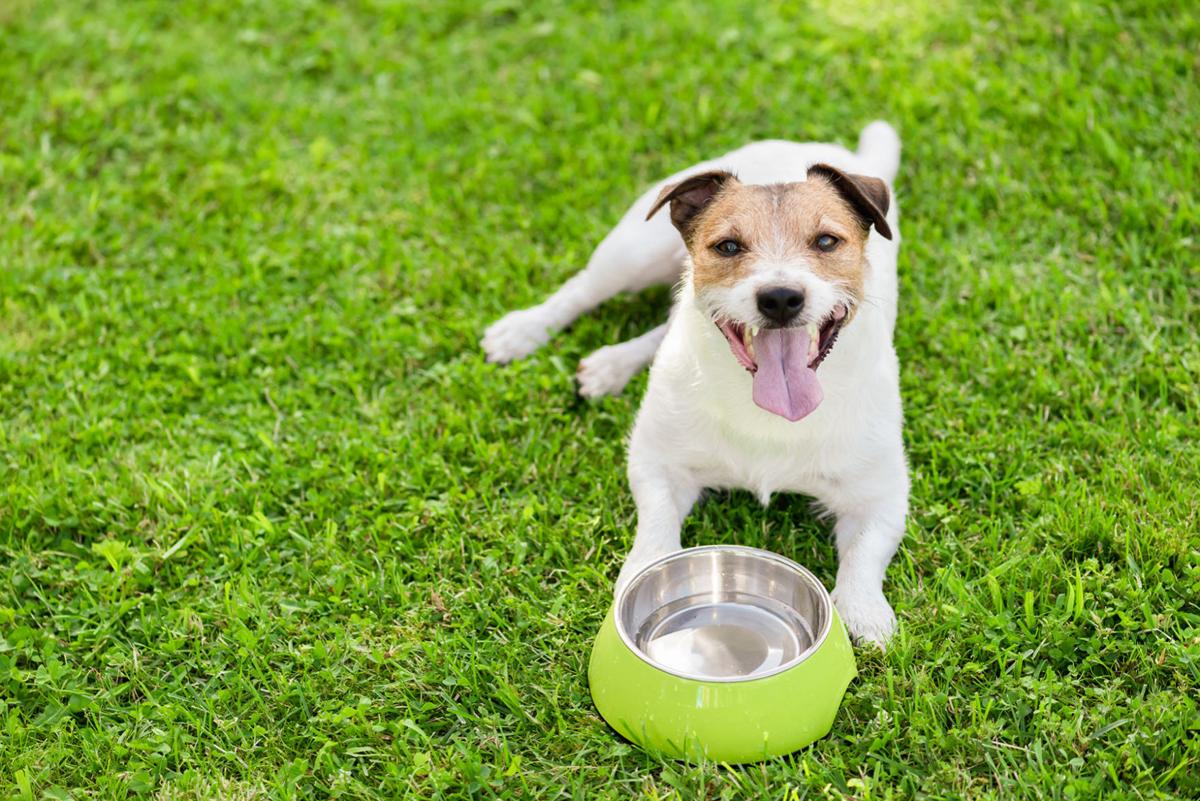 Why Won't My Dog Drink Well Water?